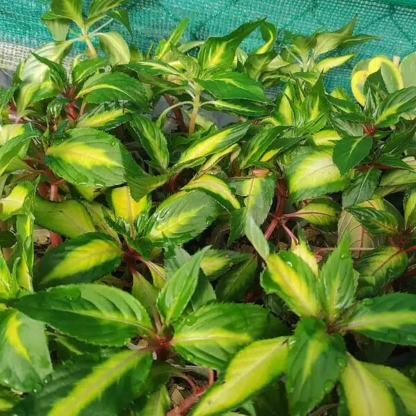 Sunpatiens (Impatiens hybrids Variegated Leaf) Mix Color - Image 3