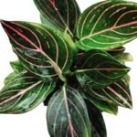 Aglaonema Rotundum Tiger