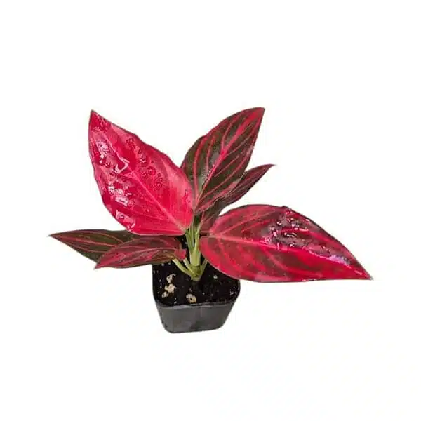 Aglaonema Red Vein - Image 13