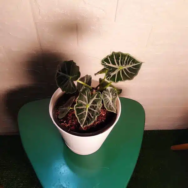 Alocasia Parasol - Image 3