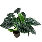 Alocasia Sinuata (Alocasia quilted/Alocasia 'Bullata')