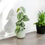 Philodendron Sodiroi