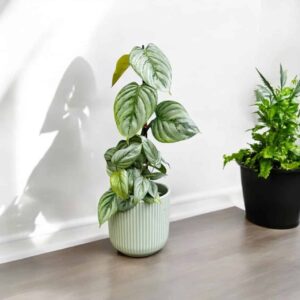 Philodendron Sodiroi