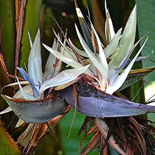 Traveller's palm (Ravenala Madagascariensis) - Image 4