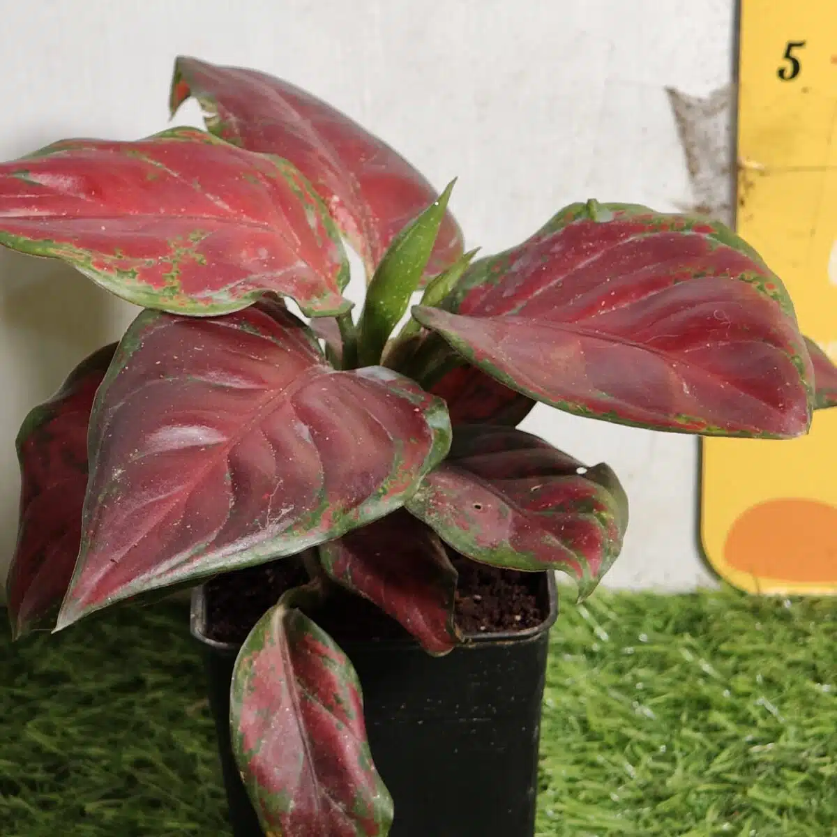 Aglaonema Black Maroon - Image 7