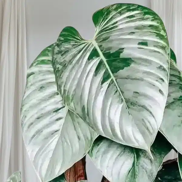 Philodendron Sodiroi - Image 7