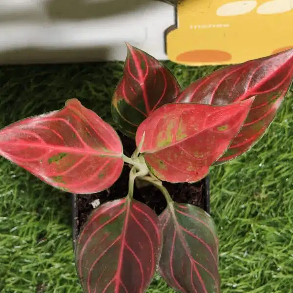 Aglaonema Red Vein - Image 7