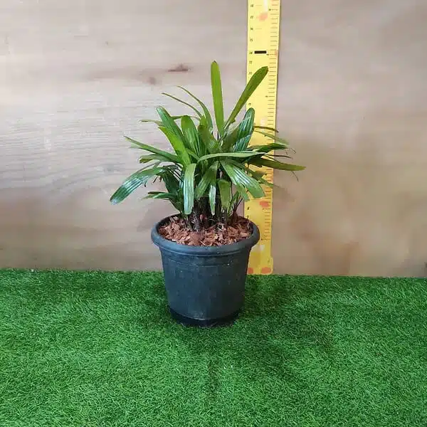 Lady Palm (Rhapis Excelsa) - Image 2