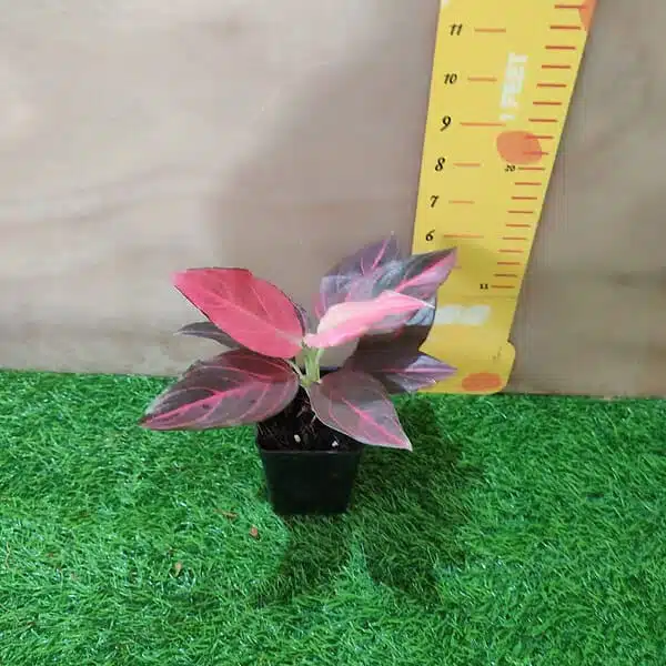 Aglaonema Red Vein - Image 12