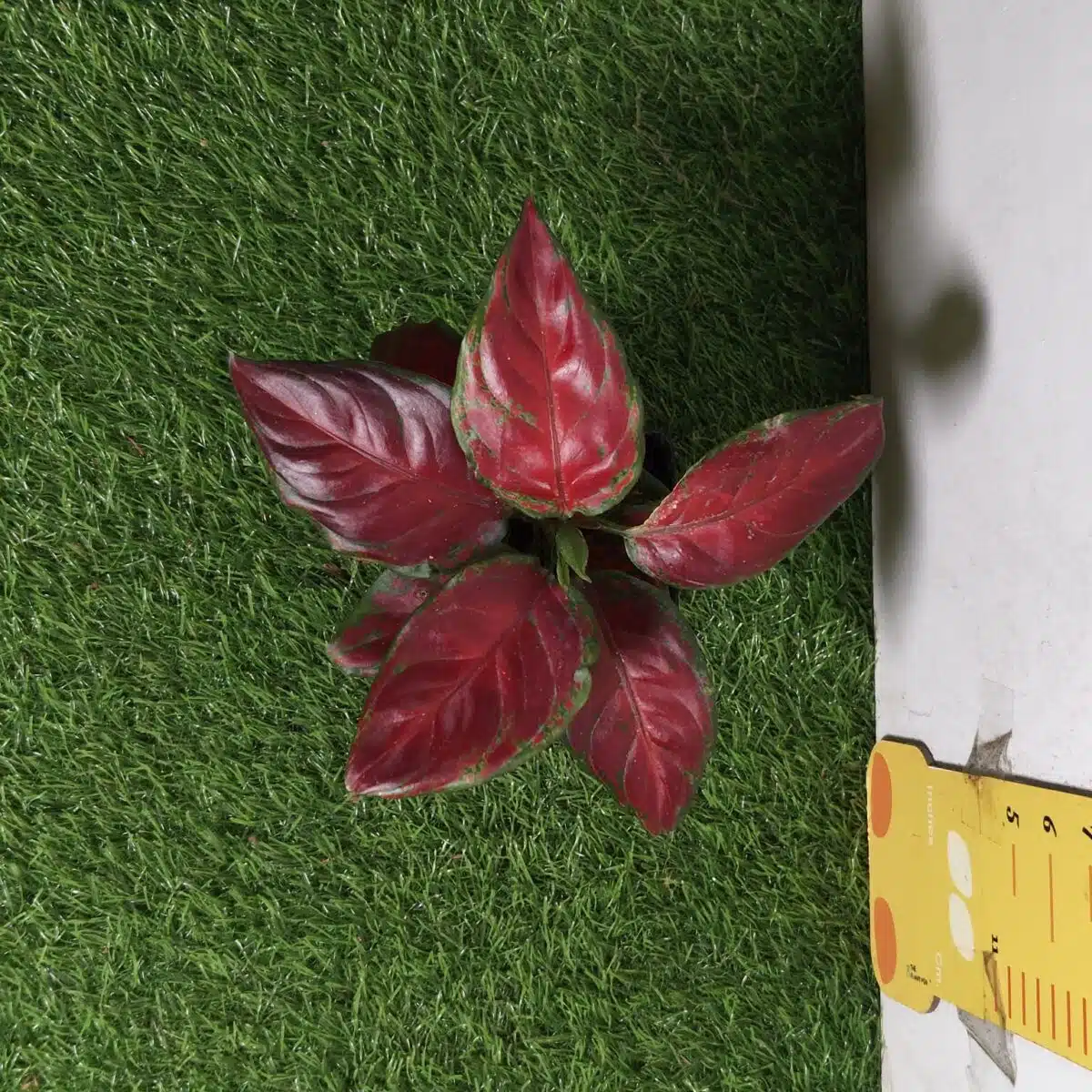 Aglaonema Black Maroon - Image 2