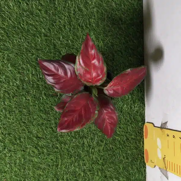 Aglaonema Black Maroon - Image 2