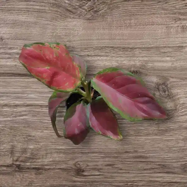Aglaonema Black Maroon - Image 9