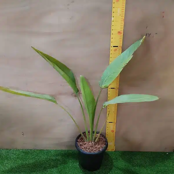 Traveller's palm (Ravenala Madagascariensis) - Image 2