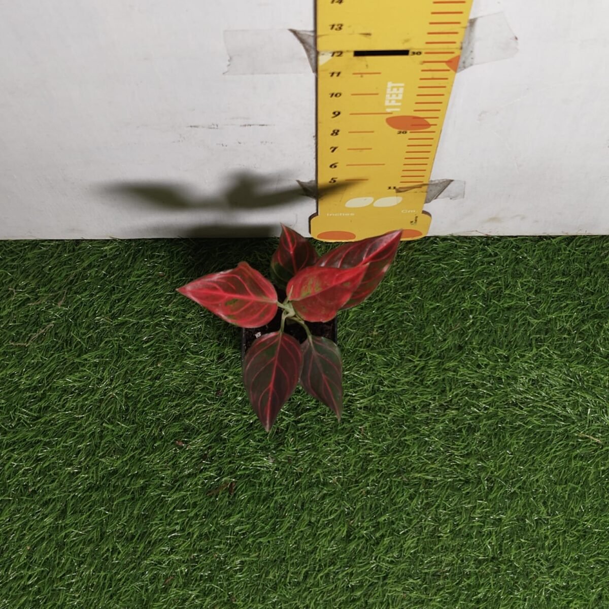 Aglaonema Red Vein - Image 5