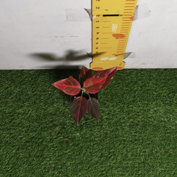 Aglaonema Red Vein - Image 5