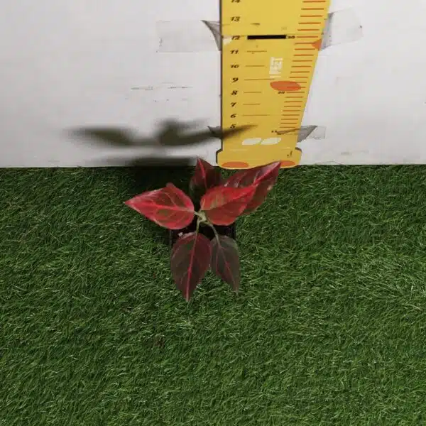 Aglaonema Red Vein - Image 5