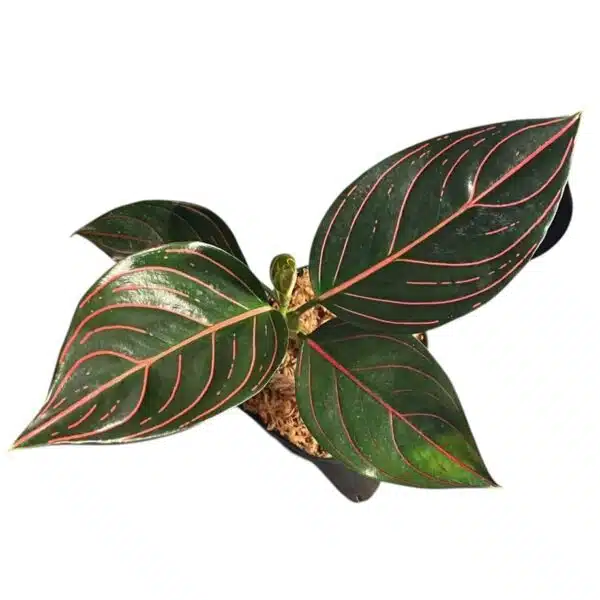 Aglaonema Rotundum Tiger - Image 9