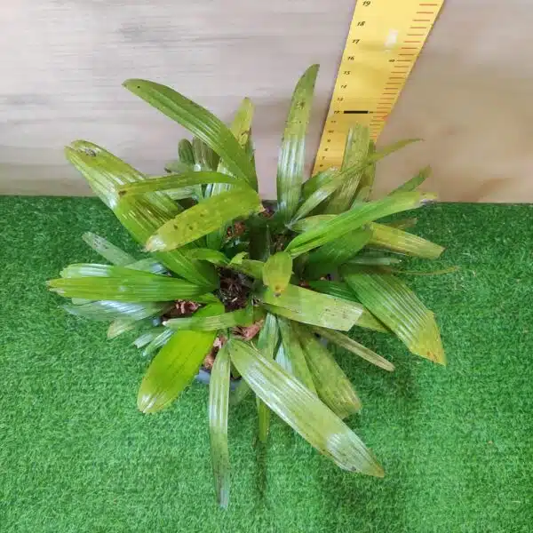 Lady Palm (Rhapis Excelsa) - Image 3