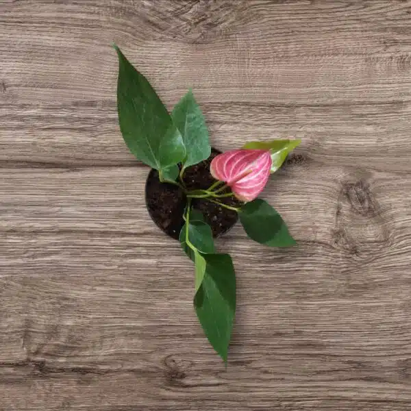 Anthurium andraeanum 'Livium' - Image 2