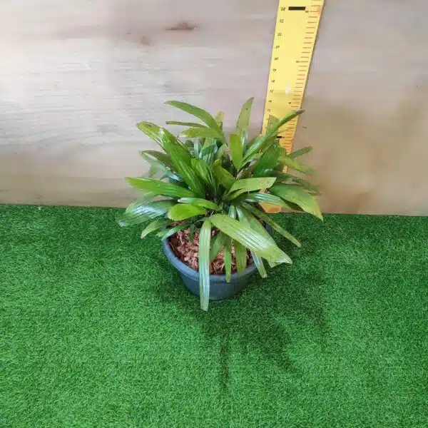 Lady Palm (Rhapis Excelsa) - Image 4