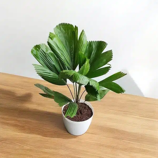 Ruffled Fan Palm(Licuala grandis /Pichodia grandis) XL Size - Image 5