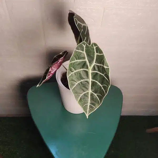 Alocasia Watsoniana - Image 3