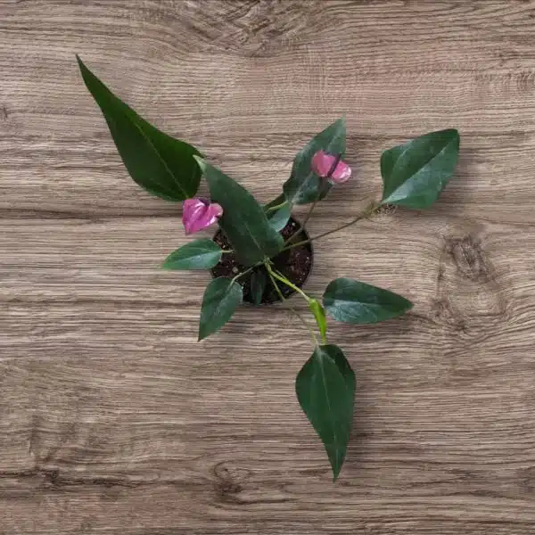 Anthurium Purple Miniture - Image 2