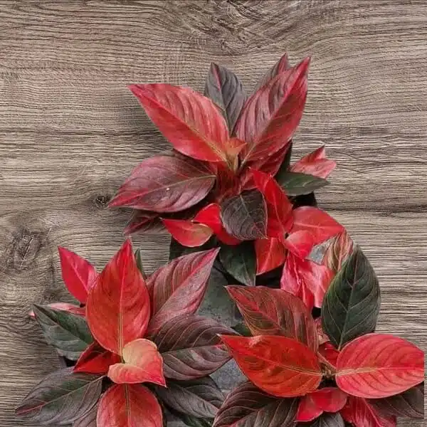 Aglaonema Red Vein - Image 14