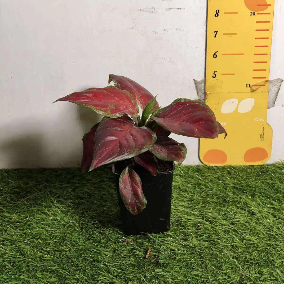Aglaonema Black Maroon - Image 6