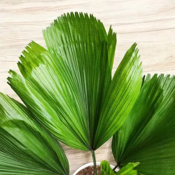 Ruffled Fan Palm(Licuala grandis /Pichodia grandis) XL Size - Image 2