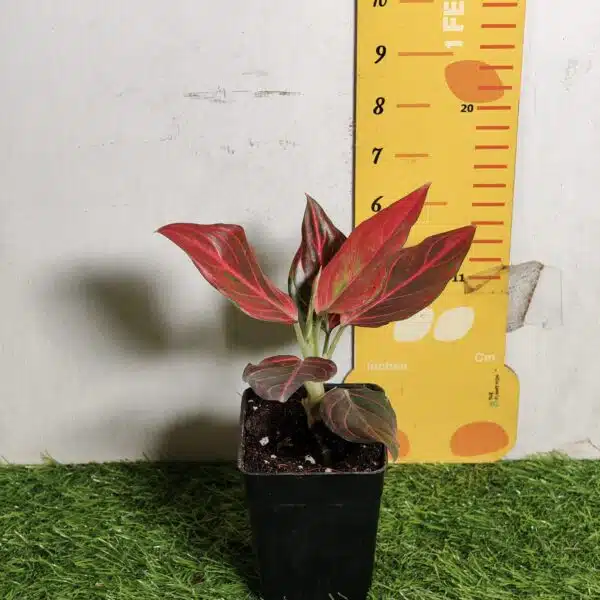 Aglaonema Red Vein - Image 3