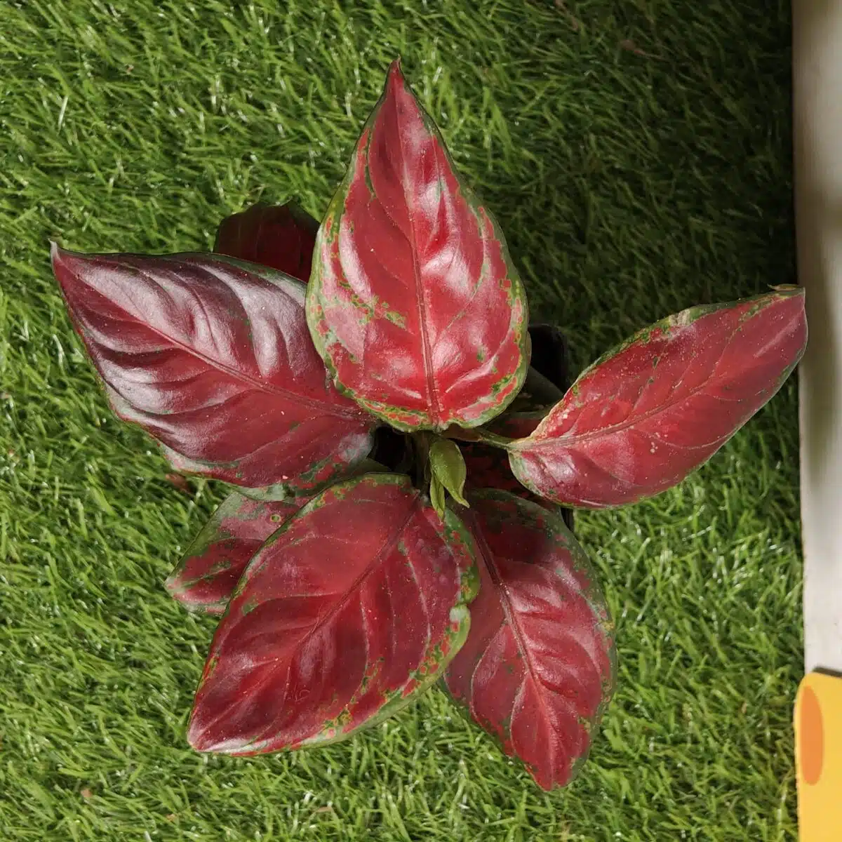 Aglaonema Black Maroon - Image 3