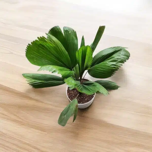 Ruffled Fan Palm(Licuala grandis /Pichodia grandis) XL Size - Image 4