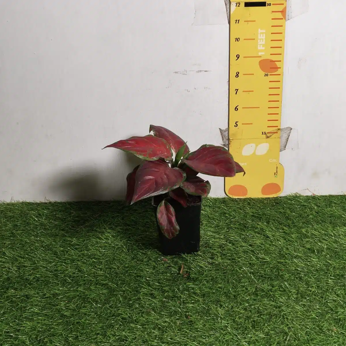 Aglaonema Black Maroon - Image 5
