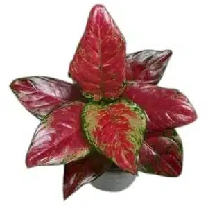 Aglaonema Black Maroon - Image 12