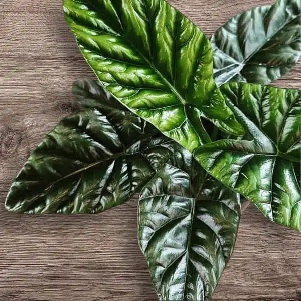 Alocasia Sinuata (Alocasia quilted/Alocasia 'Bullata') - Image 10