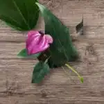 Anthurium Purple Miniature plant