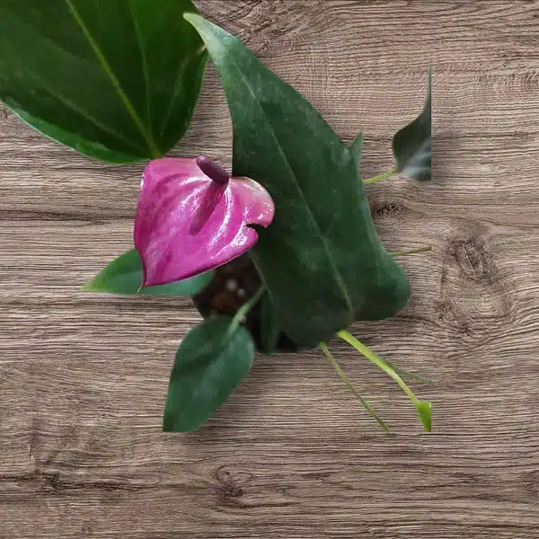 Anthurium Purple Miniature plant