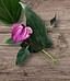 Anthurium Purple Miniature plant