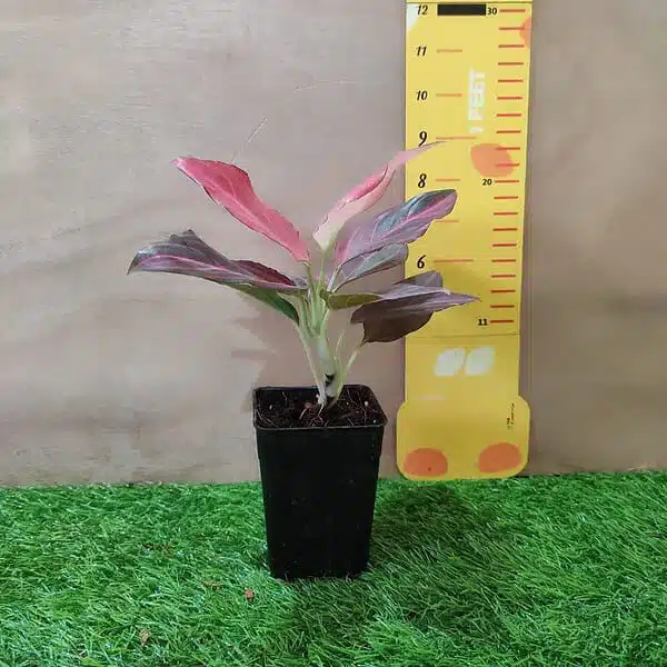 Aglaonema Red Vein - Image 9