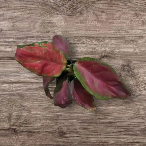 Aglaonema Black Maroon - Image 10