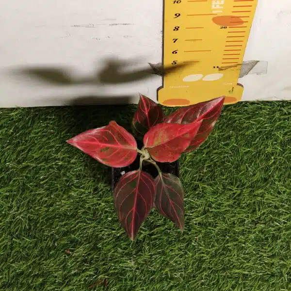 Aglaonema Red Vein - Image 6
