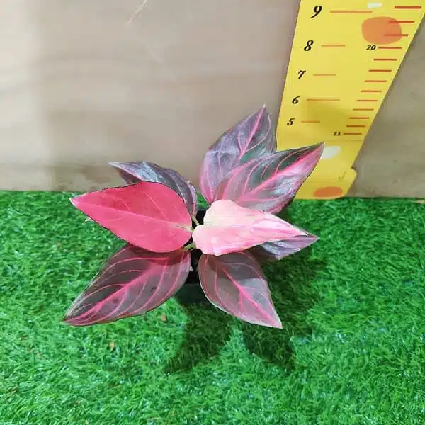 Aglaonema Red Vein - Image 8