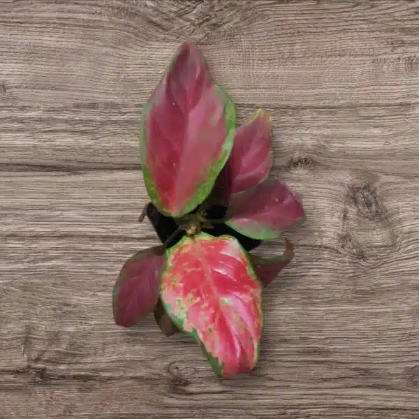 Aglaonema Black Maroon - Image 8
