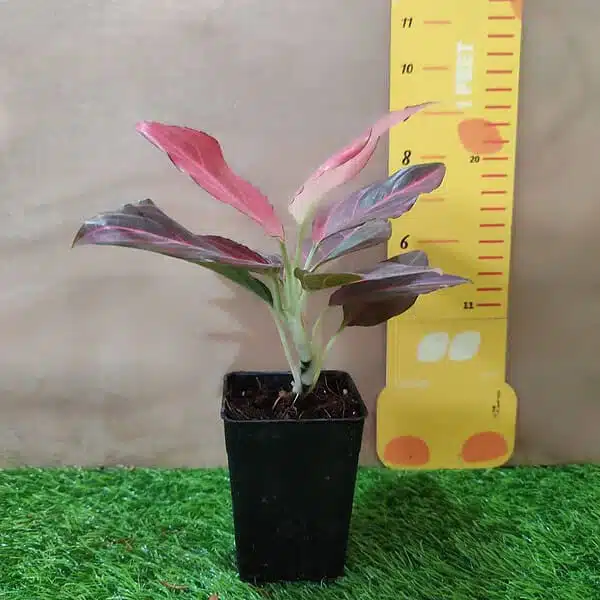 Aglaonema Red Vein - Image 10