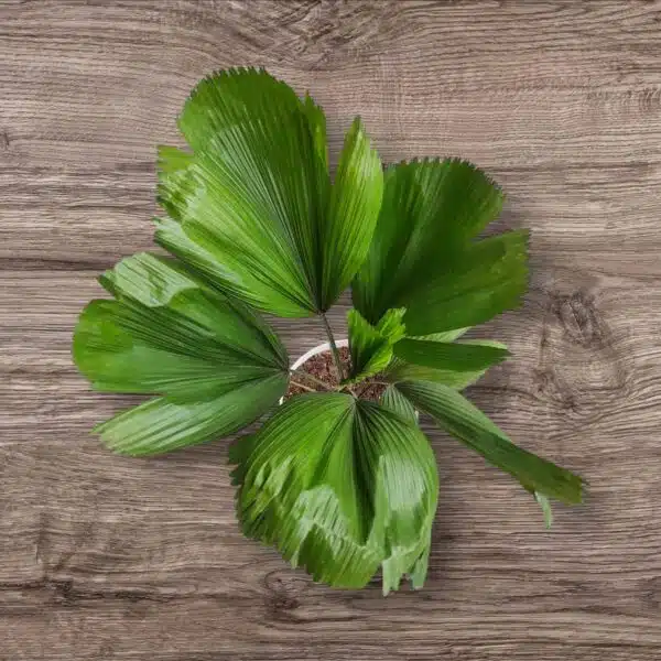 Ruffled Fan Palm(Licuala grandis /Pichodia grandis) XL Size - Image 6