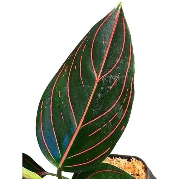 Aglaonema Rotundum Tiger - Image 8