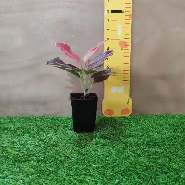 Aglaonema Red Vein - Image 11