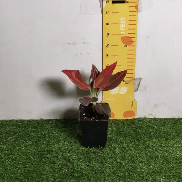 Aglaonema Red Vein - Image 2