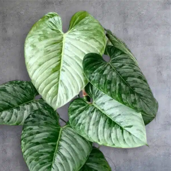 Philodendron Sodiroi - Image 6